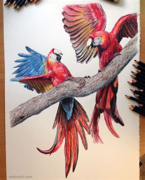 beautiful bird drawings  art works   inspiration