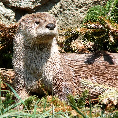 fileriver otter jpg wikimedia commons