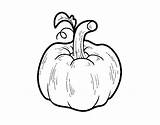 Cucurbita Pumpkin Coloring Coloringcrew sketch template