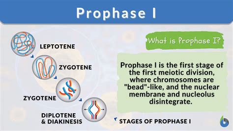 prophase steps