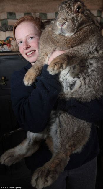 dünyanın en büyük tavşanı trt haber foto galeri