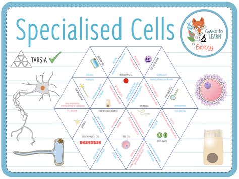 specialised cells tarsia ks teaching resources