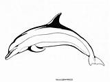 Dauphin Delfines Dauphins Coloriages Colorier sketch template