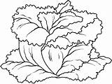 Lettuce Coloring Vegetables Printable Pages Getcolorings Kids Pag Color Getdrawings Preschool sketch template
