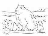 Capybara Capibara Ausmalbilder Kleurplaat Imprimir Ausmalbild Wasserschwein Kleurplaten sketch template