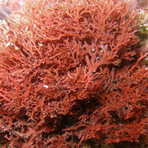 red algae calories calg  nutrition facts