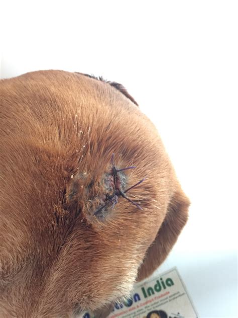 dog stitches  days         stitches