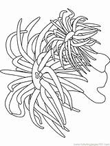 Coloring Pages Sea Ocean Anemone Plants Seaweed Urchin Printable Underwater Coral Cattail Waves Kids Getcolorings Seas Oceans Natural Adults Print sketch template