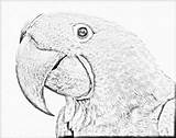 Macaw Hyacinth Parrot Hotnstock Lineart Designlooter sketch template