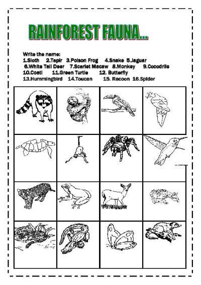 rainforest comprehension worksheets