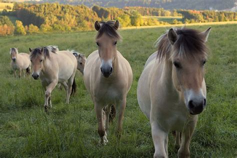 quizy  koniach  wiesz  tych wyjatkowych zwierzetach najlepsze