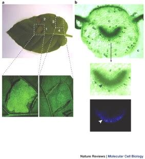 controlled cell death plant survival  development nature reviews molecular cell biology