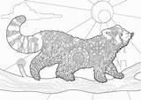 Pandas Hewan Coloringhome Sketsa Starry sketch template