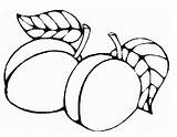 Coloring Apricot Clipart Designlooter Leaves Part Clipartbest 543px 05kb Clipartmag sketch template