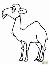Camel Coloring Pages Sad Drawing Color Camels Print Animals Printable sketch template