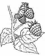 Coloring Berry Pages Fruit Ausmalbilder Obst Beeren Berries Blackberry Drawing Ausmalen Printable Zum Raspberries Gratis Fruits Früchte Und Topcoloringpages Designlooter sketch template