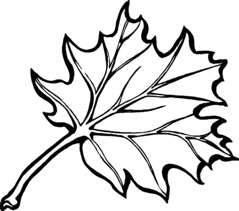 leaves coloring pages   coloring pages  kids