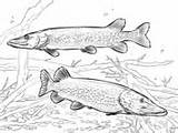 Coloring Northern Walleye Fish Pikes Pages Two Pike Printable sketch template
