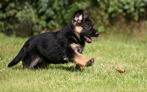 hintergrundbilder tiere deutscher schaeferhund welpen wirbeltier hund wie saeugetier