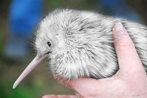 kiwi locums  atwitter   fair feathered friend