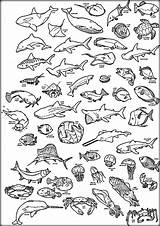 Sea Deep Coloring Pages Creatures Animals Ocean Getcolorings Printable Print Color Underwater Getdrawings sketch template