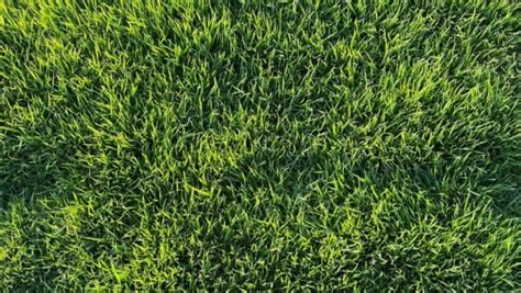 How To Make Your Grass Greener Sod University Sod Solutions