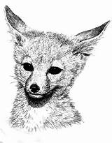 Realistic Foxes Fennec Netart Book sketch template