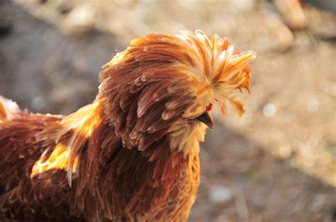 images  fancy chickens  pinterest eggs chicken pictures  silkie chickens