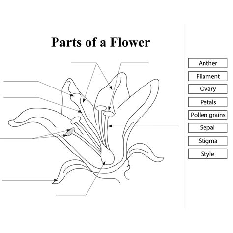 parts   flower template printable printable templates