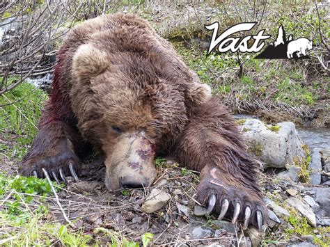 hunt brown bear pursuit   trophy bear  vast alaska