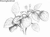 Strawberry Draw Drawing Leaves Botanical Berries Drawingforall Plant Drawings Pencil Easy Flower Line Tutorials Vegetable Ayvazyan Stepan Posted Food Step sketch template