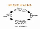 Cycle Life Ant Ants Eggs Slideshare sketch template