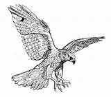Falcon Drawing Drawings Hawk Burkart David Tattoo Flying Bird Falke Fineartamerica Print Line Vogel Milan Nz Peregrine Sketch Getdrawings Pen sketch template