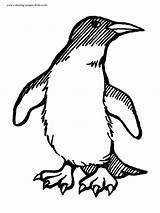Penguin Coloring Pages Penguins Animal Color Printable Sheets Christmas Kids Print Found sketch template