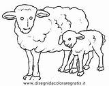 Pecore Colorare Disegni Gregge Schafe Pecora Malvorlage sketch template