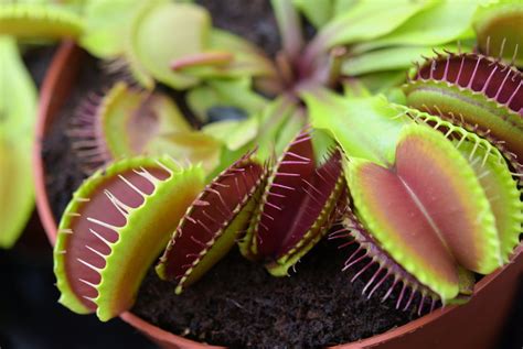 grow  care   venus flytrap