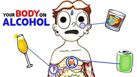 alcohol   body youtube