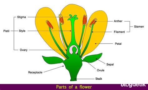 Mengenal 12 Bagian Bagian Bunga Lengkap Beserta Fungsinya