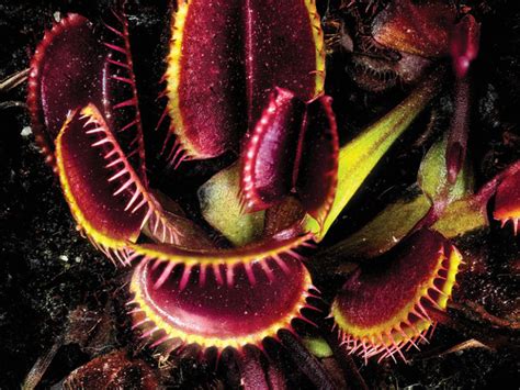 the savage beauty of carnivorous plants science gulf news