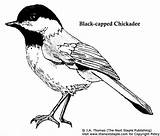Chickadee Capped Bird Chicadee Coloringbay Afbeeldingsresultaten Designlooter sketch template