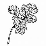 Parsley Prezzemolo Sprig Herb Aromatic Ramoscello Vettore Contorno Disegnato Disegno sketch template