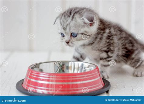 beautiful grey kitten   empty cat bowl stock image image