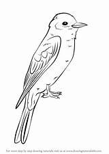 Eastern Kingbird Draw Drawing Step Tutorials Birds Animals Drawingtutorials101 sketch template