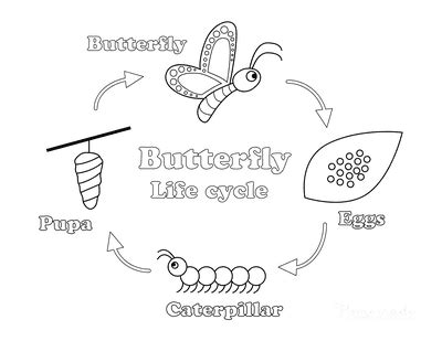 coloring pages butterfly life cycle ideas white interior