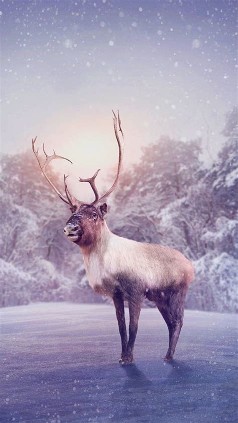 winter reindeer snowy wallpaper