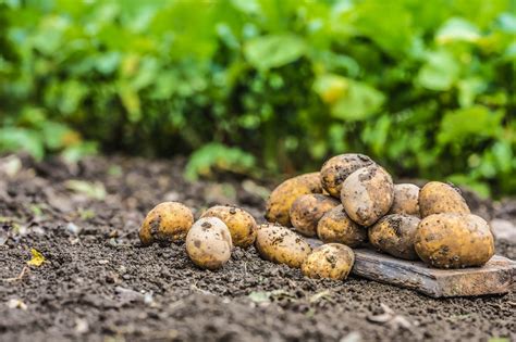 quando comincia la semina delle patate   funziona