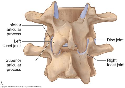 joints   lumbar spine disc facet  pelvis