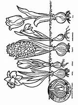 Lente Kleurplaat Colorat Primavara Frühblüher Planse Desene Pflanzen Stemmen Frühling Zwiebeln sketch template