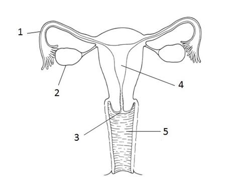 Female Reproductive System Diagram Quizlet
