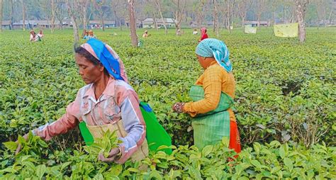tea garden workers face bitter home truth  bengal
